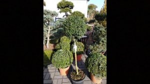 Самшиты в контейнерах!!! Выращивание и уход