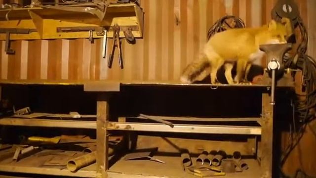 Наглая рыжая морда смотреть онлайн