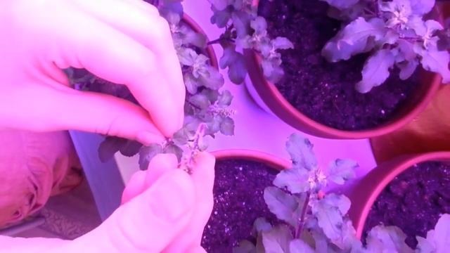 Прищипывание Туласи (снимая манджари) смотреть онлайн