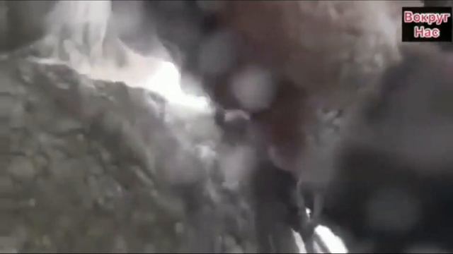 Никто бы не поверил, если бы это не сняли на камеру. смотреть онлайн