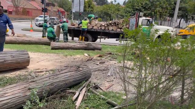 Зачем спиливают эвкалипты в городском парке смотреть онлайн