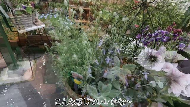 【ガーデニング blog】🍀【ガーデンブログ／寄せ植え春から夏へ／ビオラからペチュニアへ／ちょこっと庭作業／朝のガーデンルーティーン】 смотреть онлайн