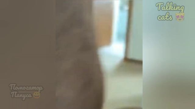 САМЫЕ СМЕШНЫЕ КОТЫ И СОБАКИ ???ГОВОРЯЩИЕ КОТЫ ? @user-xp7yo5re9f смотреть онлайн