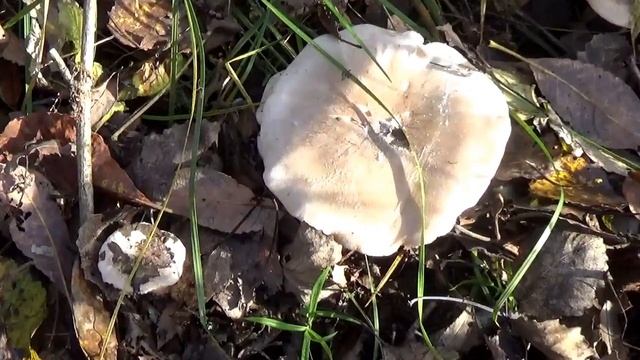 Говорушки дымчато-серые. Как распознать. Грибы в лесу. смотреть онлайн