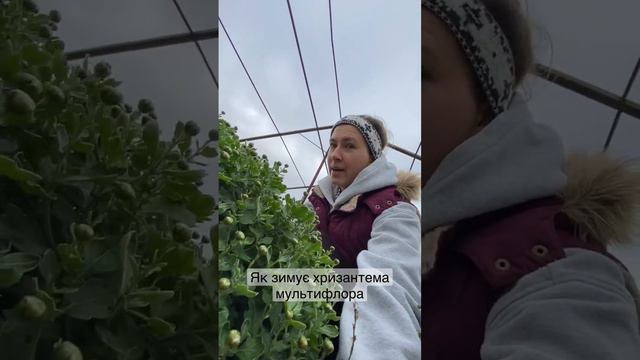 Як зимує хризантема мультифлора смотреть онлайн