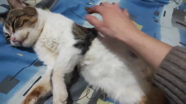 Кот Мурчик толстячок.Котик как медвежонок. Напала на Мурчика лень - крутится с боку на бок не хочет смотреть онлайн