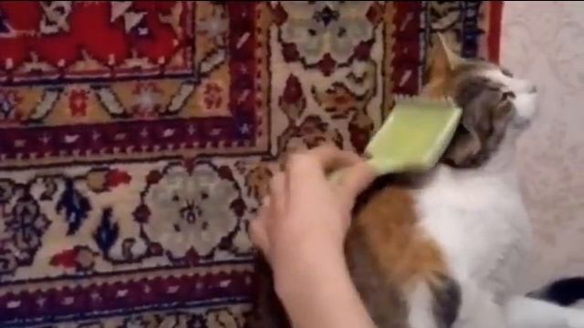 кошка и расческа смотреть онлайн