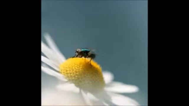 Руски мъж приел исляма и научно откритие в Корана смотреть онлайн