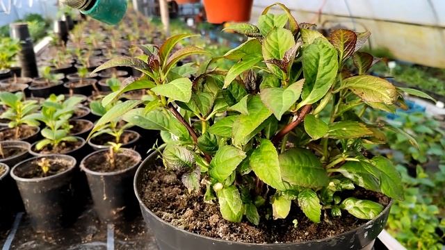 Как узнать гортензии крупнолистные ремонтантные. смотреть онлайн