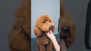 СТРИЖКА ЛАБРОДУДЕЛЯ / ЛАБРОДУДЛЬ / ОБУЧЕНИЕ ГРУМИНГУ /  Эпизод МАСТЕР-КЛАССА / GROOM SCHOOL