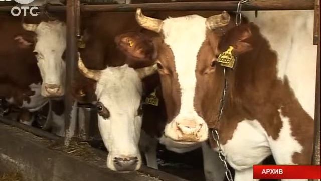 Новосибирская область остается лидером по валовому производству молока смотреть онлайн