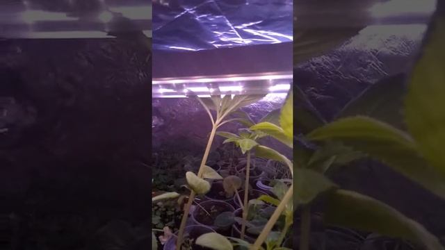 Разница между фитолампами. Как важна правильная фитолампа. смотреть онлайн