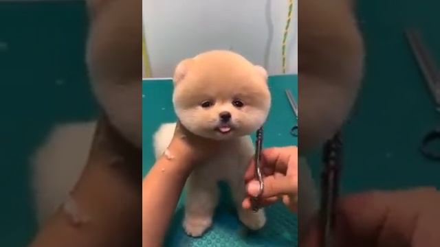 САМЫЕ МИЛЫЕ КРАСИВЫЕ ПРИЧЕСКИ ДЛЯ СОБАК смотреть онлайн