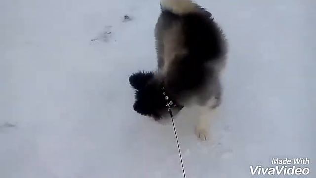 Vlog: гуляю со своей собакой Флай смотреть онлайн