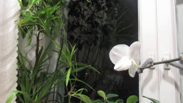 Сон... смотреть онлайн