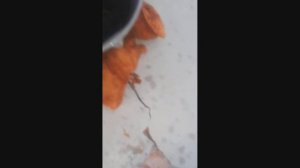 замерзает вытяжка, что делать? / вентиляция частного дома