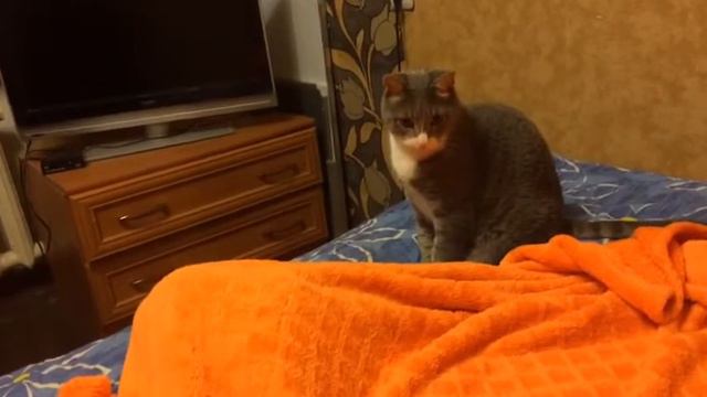 Кошка прячется от кота смотреть онлайн