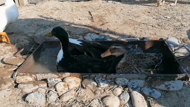 How Can You Tell If A DUCK Is HAPPY? 😍