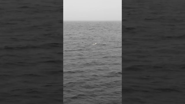 белый медведь плавает в открытом океане смотреть онлайн