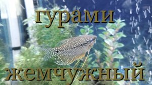 Гурами жемчужный: содержание, уход, совместимость в аквариуме, половые отличия, разведение.