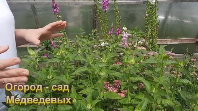 Как чувствует себя тысячелистник на второй год смотреть онлайн