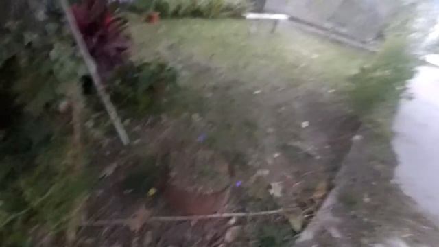 ШОК! Растет под грецким орехом! Куда девать листья ореха? Грецкий орех польза и вред смотреть онлайн