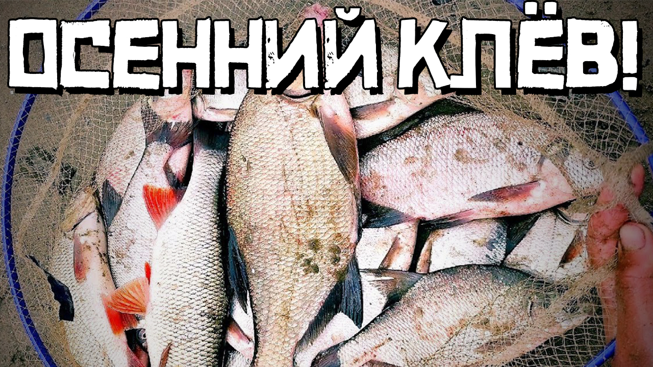 Расставил ДОНКИ на РЕКЕ и... Лещ клюёт? Или язь? Рыбалка 2022 смотреть онлайн