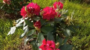 Цветение РОДОДЕНДРОНОВ в ПОДМОСКОВЬЕ 2021 г