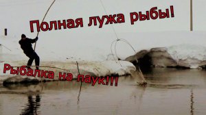 Рыбалка на паук!!! Полная лужа рыбы!!! Рыбалка 2022!!!.