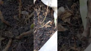 Когда открывать  и как открывать Гортензию