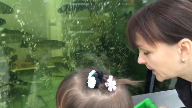 Чем дышит рыбка в воде? смотреть онлайн