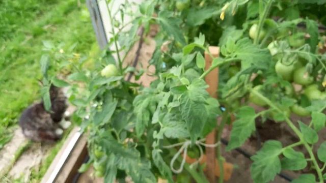 18 июля. Так выглядят сорта и гибриды томатов в моей тепличке. смотреть онлайн