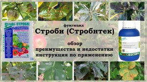 Обзор на фунгицид Строби