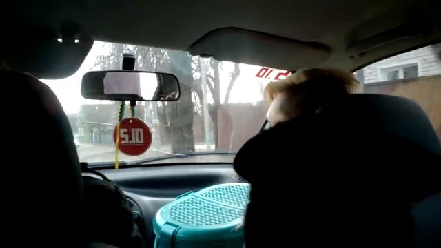 Спасение животных: Кот с остановки - интоксикация ч1.