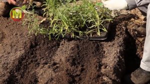 ЭСТРАГОН ТАРХУН - Способы Размножения и Черенкование