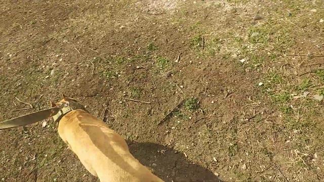 Где лучше покупать щенка в питомнике или у частника смотреть онлайн