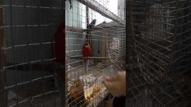 ПОПУГАЙ РОЗЕЛЛА КРАСНА смотреть онлайн