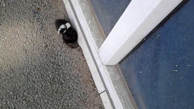 Опасный зверь, Ай КО смотреть онлайн