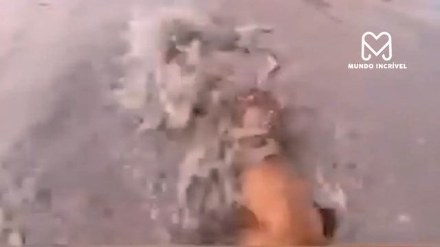 INCRÍVEL PITBULL ATACA CROCODILO смотреть онлайн