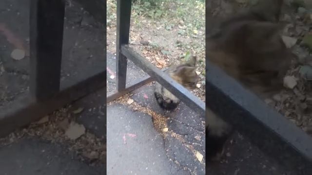 Играю с котёнком 3 смотреть онлайн