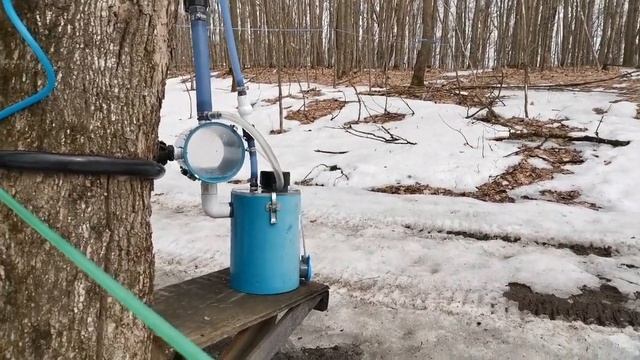 Весенний лес. Кленовый сироп. Рассуждения о жизни в Канаде смотреть онлайн