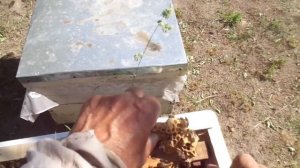 Пчёлы ( Тихая смена матки. Как вернуть рой обратно в свой  улей)