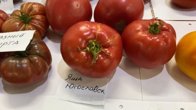 Бегом на выставку за семенами очень вкусных томатов!! смотреть онлайн