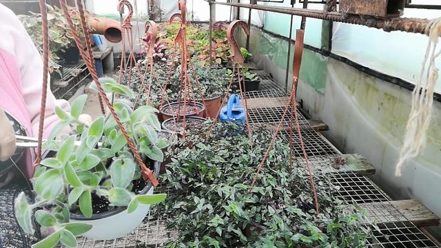 Делаем пышные кусты традесканции смотреть онлайн