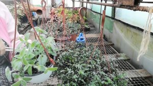 Делаем пышные кусты традесканции