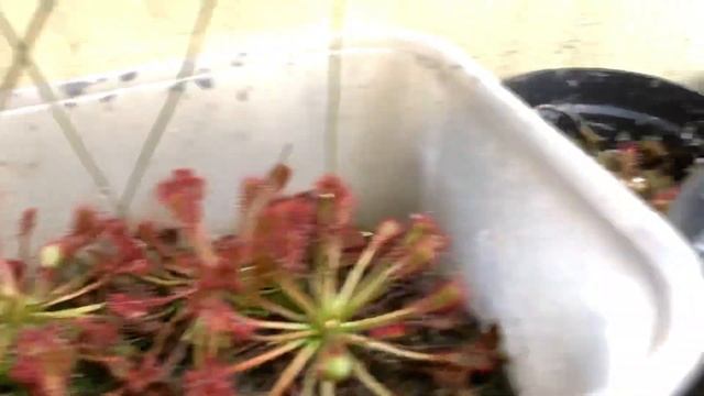 Drosera Capillaris Long Leaf Tanaman Karnivora