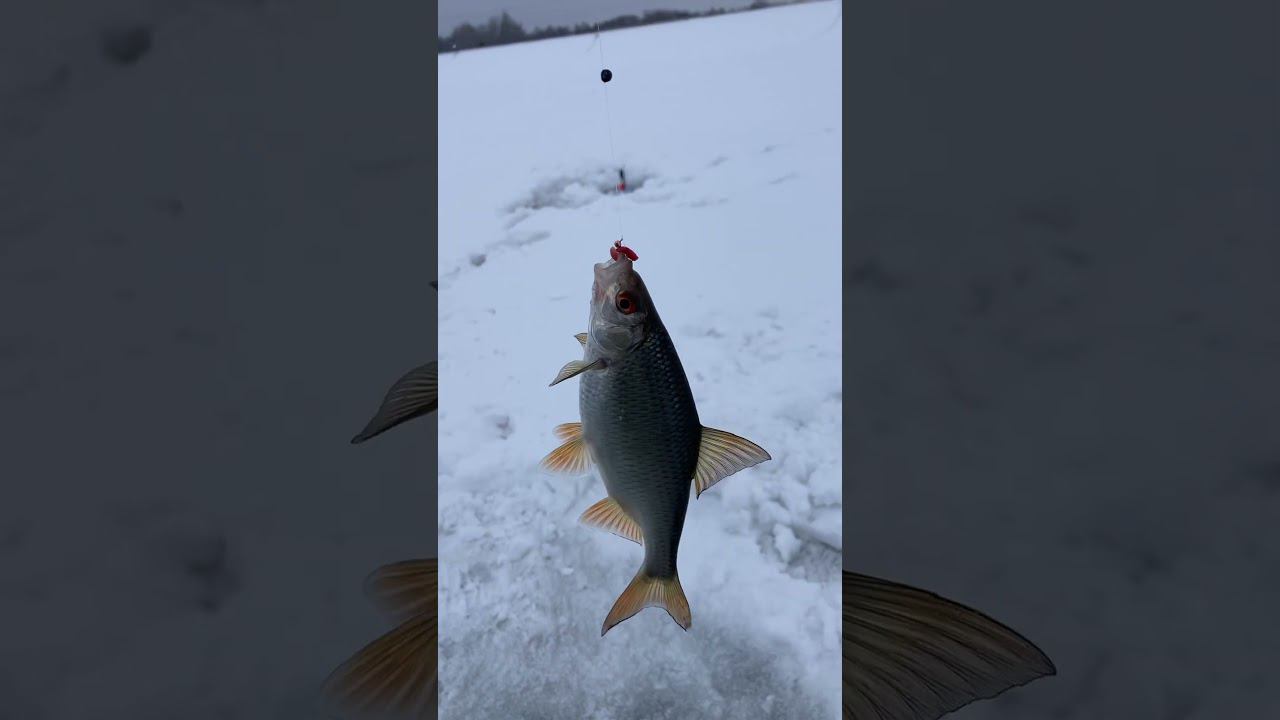 Зимняя рыбалка #рыбалка #отдых #carpfishing #fish #удача #зима #поклевка смотреть онлайн