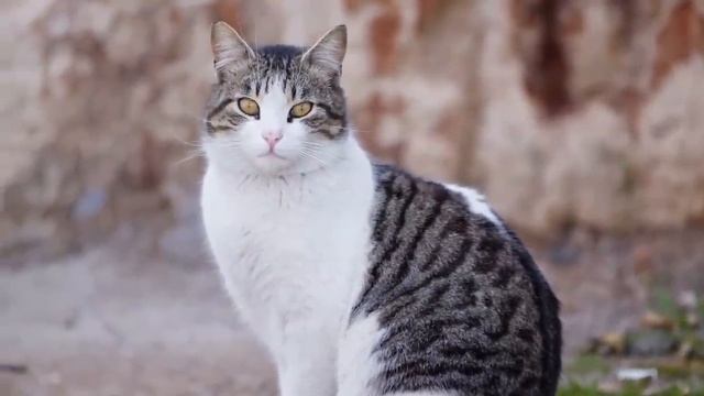 Sleep Music For Cats With Ocean Sounds ? Relaxation Music For Cheerful Cats