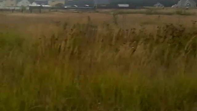Натаска лабрадоров на утку смотреть онлайн