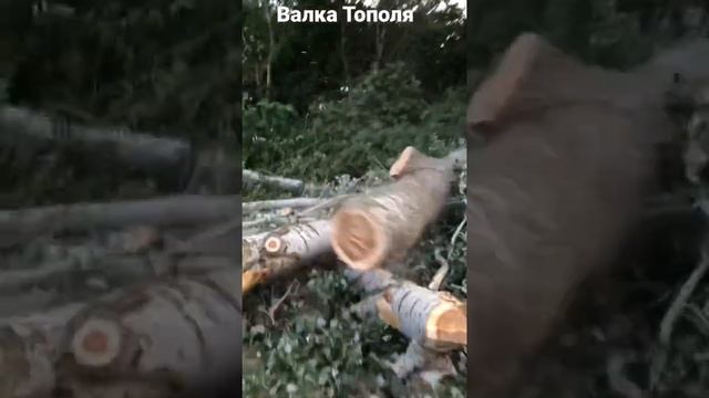 Спил Тополя/обрезка смотреть онлайн